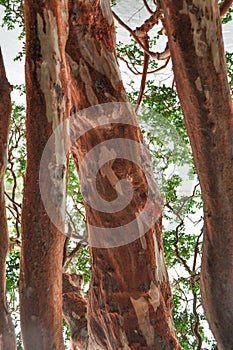 Arrayan tree in Patagonia, Argentina