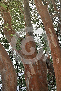 Arrayan tree in Patagonia, Argentina