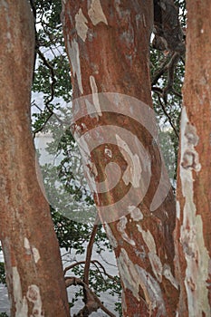 Arrayan tree in Patagonia, Argentina