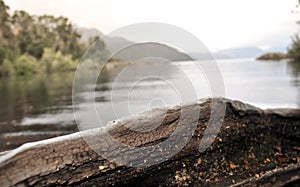 Arrayan tree in Patagonia, Argentina