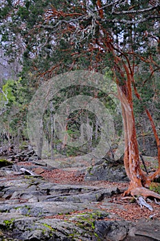 Arrayan tree in Patagonia, Argentina