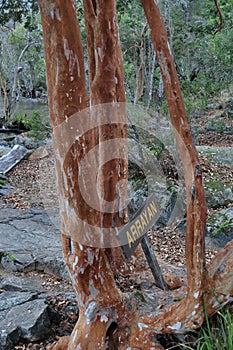 Arrayan tree in Patagonia, Argentina