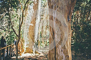 Arrayan trees