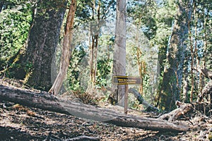 Arrayan trees