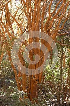 Arrayan Trees - Neuquen - Argentina