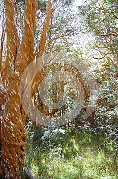 Arrayan Trees - Neuquen - Argentina