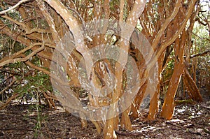 Arrayan Trees - Neuquen - Argentina