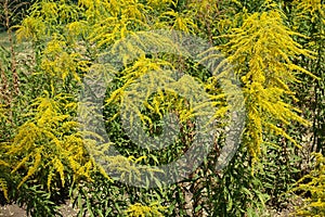 Arrays of yellow flowers of Solidago canadensis