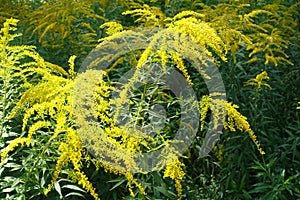 Arrays of yellow flowers of Solidago canadensis in August photo