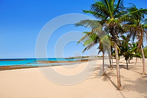 Arrecife Lanzarote Playa Reducto beach palm trees photo