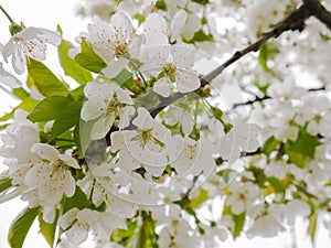 Beautiful white flowers in the tree in Spring