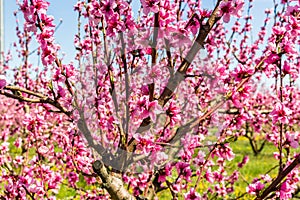 The arrival of spring in the blossoming of peach trees treated w