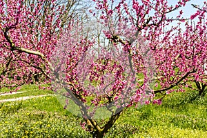 The arrival of spring in the blossoming of peach trees treated w