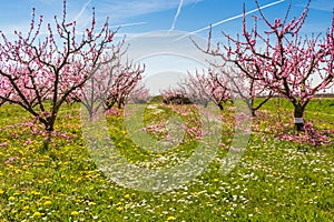 The arrival of spring in the blossoming of peach trees treated w