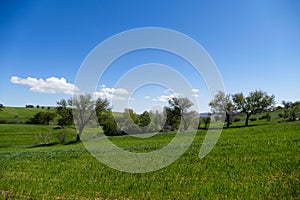the arrival of spring, green landscape pictures, greening trees, nature landscape