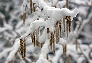 Arrival of winter. snow . On the snow-snow drifts of snow.