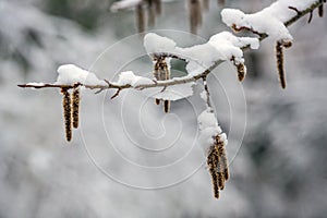 Arrival of winter. snow . On the snow-snow drifts of snow.