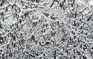 Arrival of winter. snow . On the snow-snow drifts of snow.