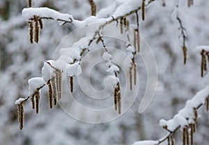 Arrival of winter. snow . On the snow-snow drifts of snow.