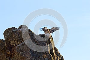 Arriving griffon vulture on the rocks of Salto del Gitano, Spain photo