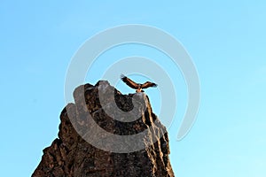 Arriving lonely griffon vulture on the rocks of Salto del Gitano, Spain photo
