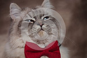 Arrogant gentleman cat wearing red bowtie