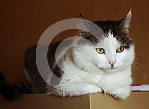 Arrogant look siberian fat cat sit on the cupboard