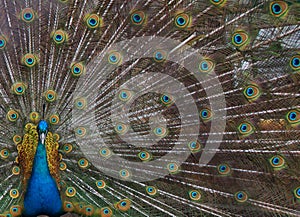 The arrogant royal peacock