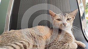 Arrogant teenage cat relaxing on an iron waiting chair