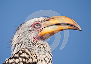 Arrogant Yellowbill Hornbill