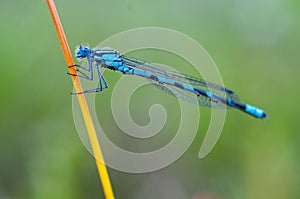 Arrow blue dragonfly sitting on a blade of grass