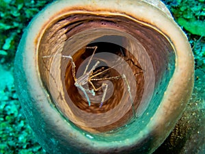 Arrow crab in barrel sponge in the Carribbean Sea, Roatan, Bay Islands, Honduras