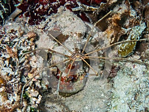 Arrow crab on the reef wall in the Carribbean Sea, Roatan, Bay Islands, Honduras