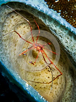 Arrow crab in sponge in the Carribbean, Roatan, Bay Islands, Honduras