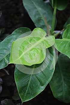 arrow-head plant of arrow head vine huge leaves of houseplant of indoorplant