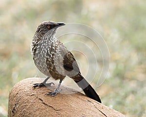 Arrow-marked Babbler