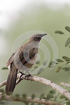 Arrow-marked Babbler