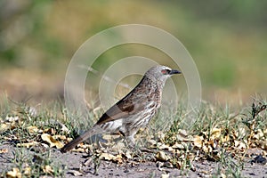 Arrow-marked babbler photo