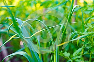 The arrow of the onion plant is a long, straight leaf with sharp ends.