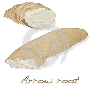 Arrow root plant vector