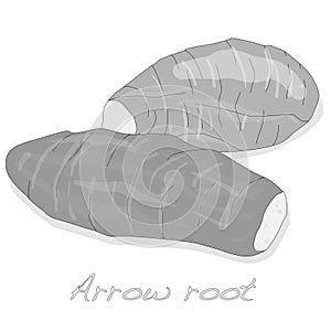 Arrow root plant vector isolated