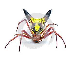 arrow shaped micrathena orbweaver or orb weaver spider - Micrathena sagittata - yellow, red and black patterning and two large photo