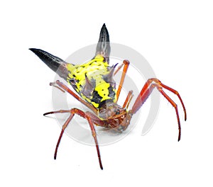 arrow shaped micrathena orbweaver or orb weaver spider - Micrathena sagittata - yellow, red and black patterning and two large photo