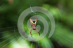 Arrow-shaped micrathena spider photo
