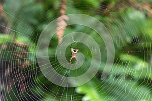 Arrow-shaped micrathena spider photo