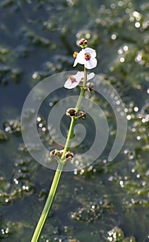 Arrowhead blossoms at the edge of a pond