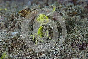 Arrowhead Crab Huenia heraldica