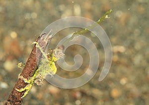 Arrowhead crab