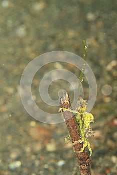 Arrowhead crab