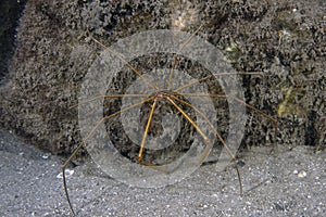 An Arrowhead Crab (Stenorhynchus seticornis) in Florida